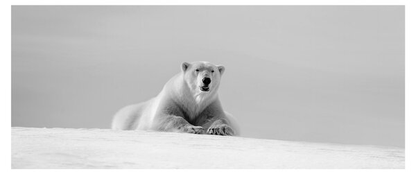 Slika - polarni medvjed (120x50 cm)
