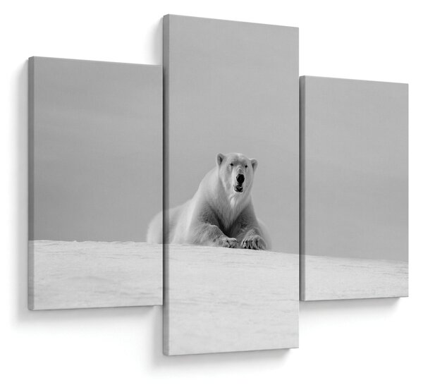Slika - polarni medvjed (90x60 cm)
