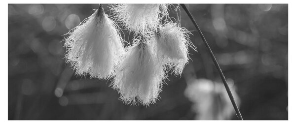 Slika - Cottongrass (120x50 cm)
