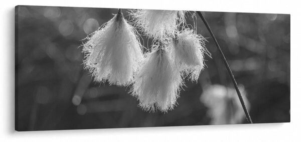 Slika - Cottongrass (120x50 cm)