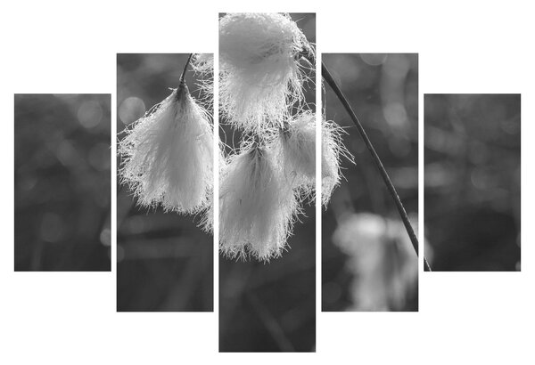 Slika - Cottongrass (150x105 cm)