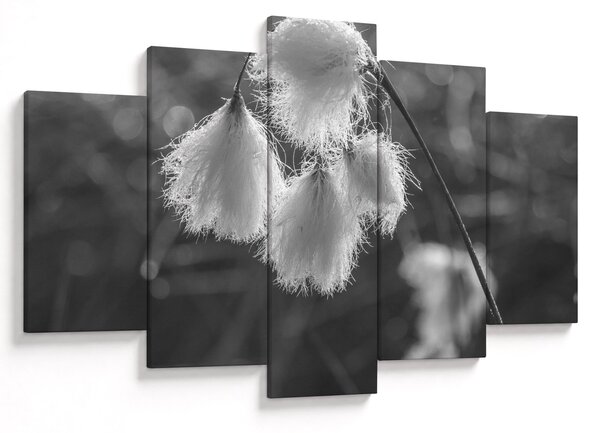 Slika - Cottongrass (150x105 cm)