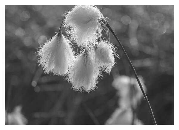 Slika - Cottongrass (70x50 cm)