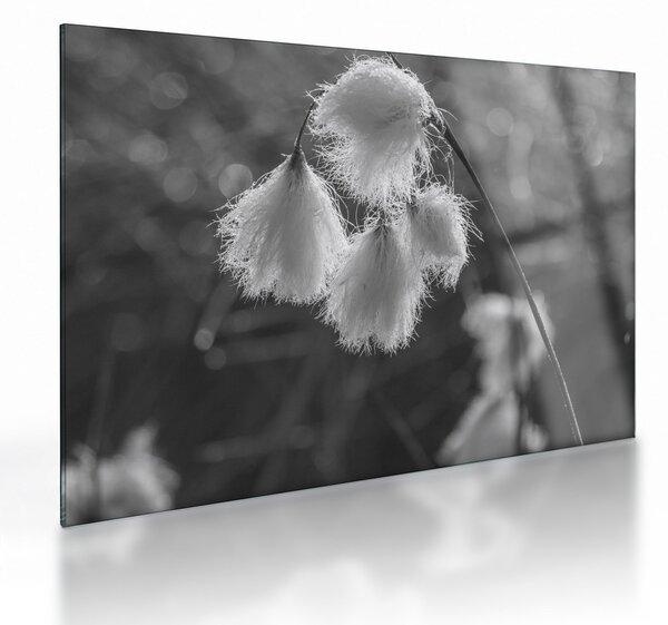 Staklena slika - Cottongrass (70x50 cm)
