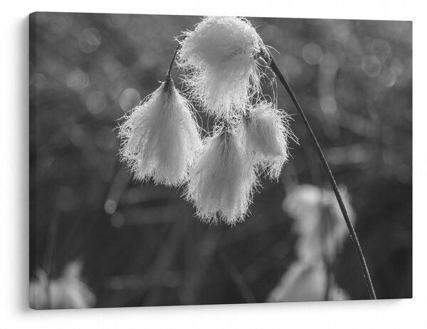 Slika - Cottongrass (70x50 cm)