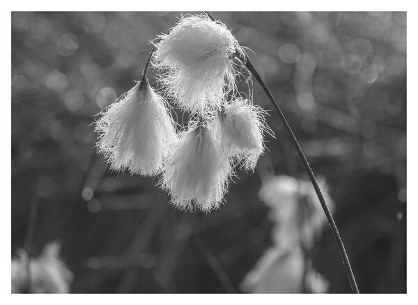 Staklena slika - Cottongrass (70x50 cm)