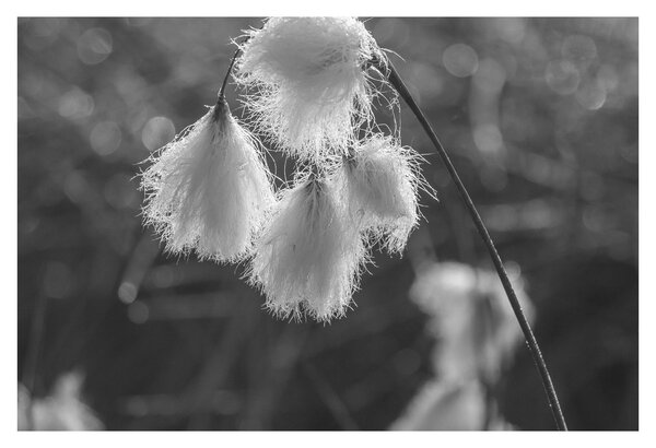 Slika - Cottongrass (90x60 cm)