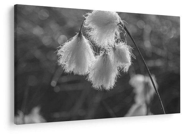 Slika - Cottongrass (90x60 cm)