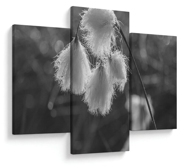 Slika - Cottongrass (90x60 cm)