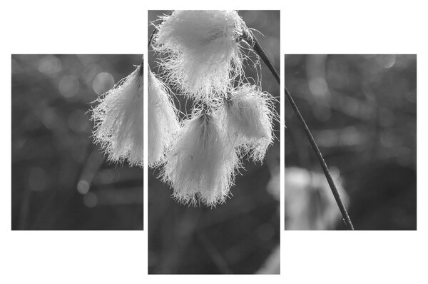 Slika - Cottongrass (90x60 cm)