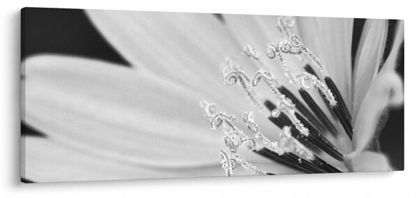 Slika - Crno-bijeli cvijet (120x50 cm)