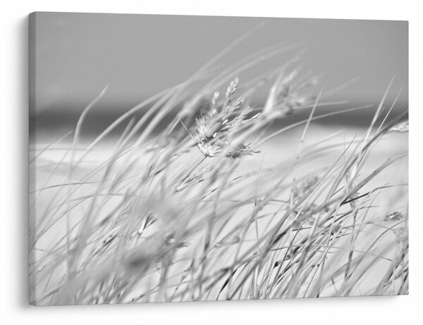 Slika - Trava za plažu (70x50 cm)