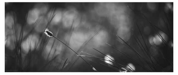 Slika - Livadarka (120x50 cm)