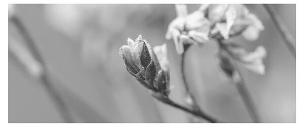 Slika - Rascvjetani cvijet (120x50 cm)