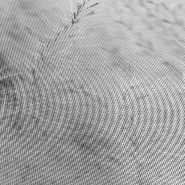 Slika - Pampas trava N⁰1 (70x50 cm)