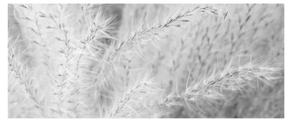 Slika - Pampas trava N⁰1 (120x50 cm)