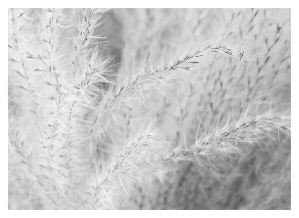 Slika - Pampas trava N⁰1 (70x50 cm)