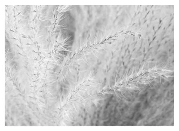 Staklena slika - Pampas trava N⁰1 (70x50 cm)