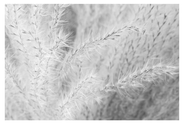 Slika - Pampas trava N⁰1 (90x60 cm)