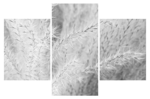 Slika - Pampas trava N⁰1 (90x60 cm)