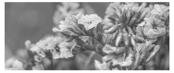 Slika - Osušeno cvijeće (120x50 cm)