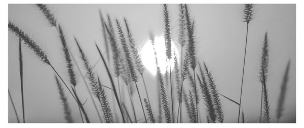 Slika - Livada u zalasku sunca (120x50 cm)