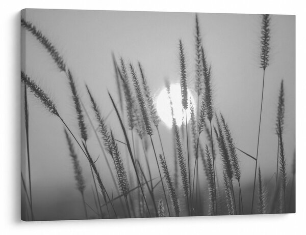Slika - Livada u zalasku sunca (70x50 cm)