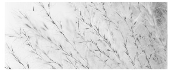 Slika - Pampas trava N⁰2 (120x50 cm)
