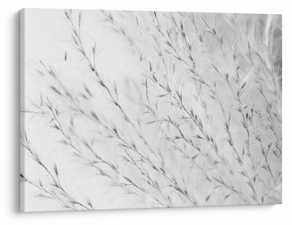 Slika - Pampas trava N⁰2 (70x50 cm)
