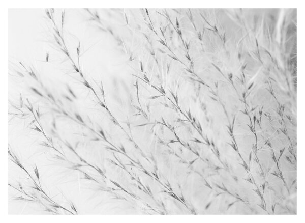 Slika - Pampas trava N⁰2 (70x50 cm)