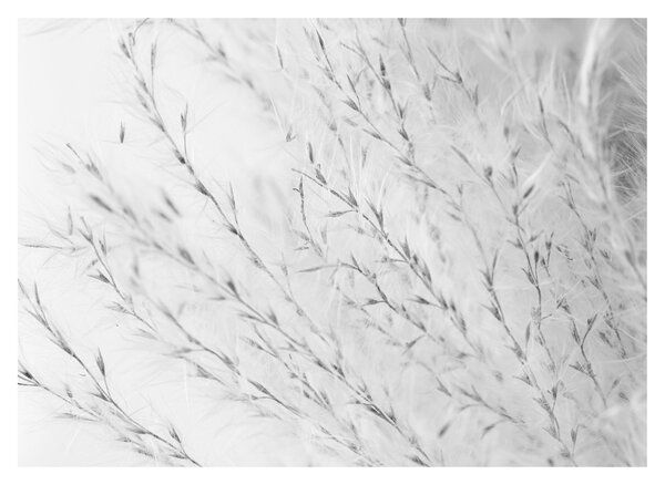 Staklena slika - Pampas trava N⁰2 (70x50 cm)