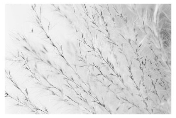 Slika - Pampas trava N⁰2 (90x60 cm)