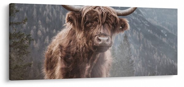 Slika - Highlander krava (120x50 cm)