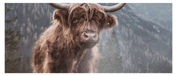 Slika - Highlander krava (120x50 cm)