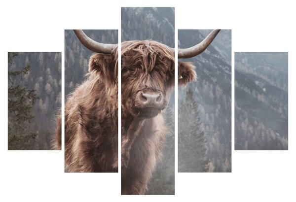 Slika - Highlander krava (150x105 cm)