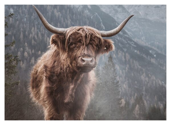 Slika - Highlander krava (70x50 cm)