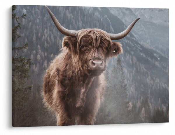 Slika - Highlander krava (70x50 cm)