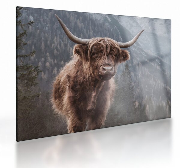 Staklena slika - Highlander krava (70x50 cm)