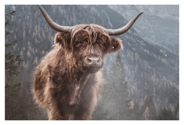 Slika - Highlander krava (90x60 cm)