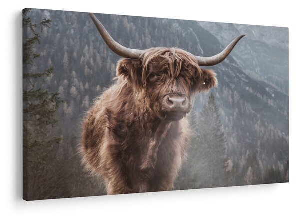 Slika - Highlander krava (90x60 cm)