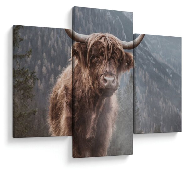 Slika - Highlander krava (90x60 cm)