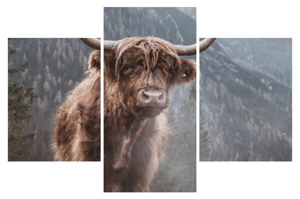 Slika - Highlander krava (90x60 cm)