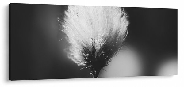 Slika - Crno-bijela pamučna trava (120x50 cm)
