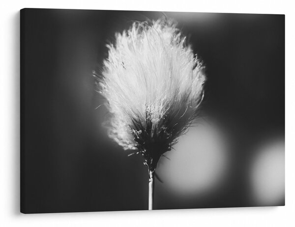 Slika - Crno-bijela pamučna trava (70x50 cm)