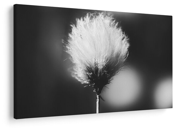 Slika - Crno-bijela pamučna trava (90x60 cm)