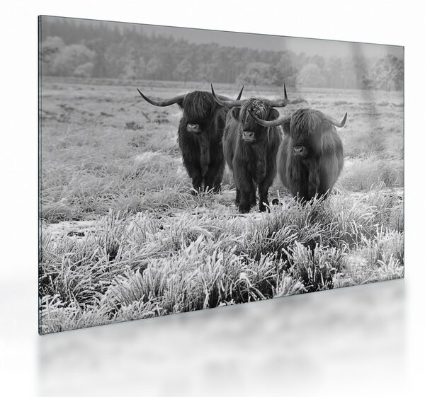 Staklena slika - škotske krave (70x50 cm)