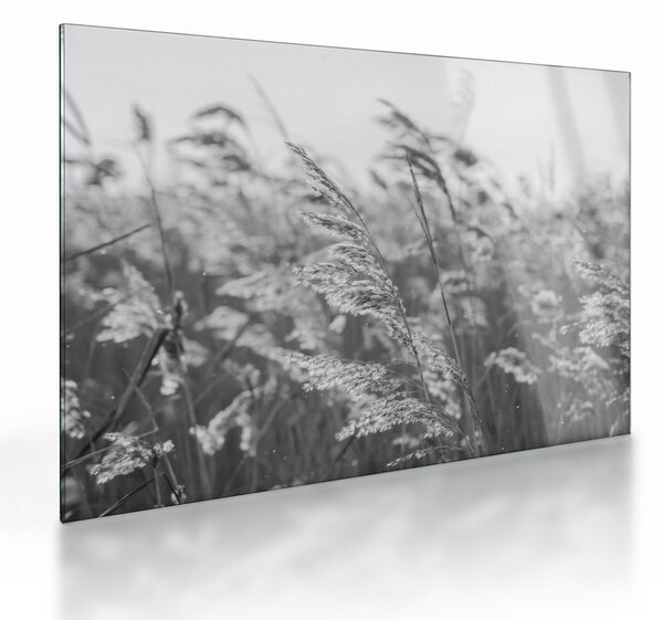 Staklena slika - Trava na vjetru (70x50 cm)