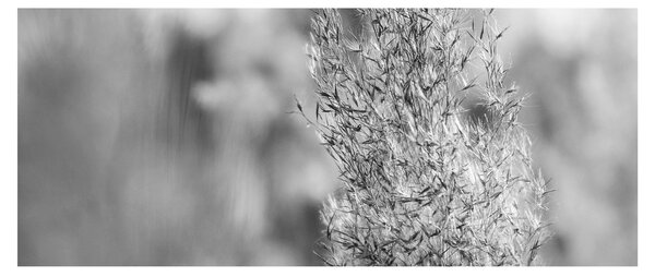 Slika - Boho pampas trava (120x50 cm)
