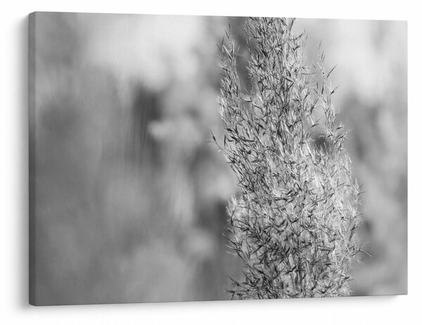 Slika - Boho pampas trava (70x50 cm)