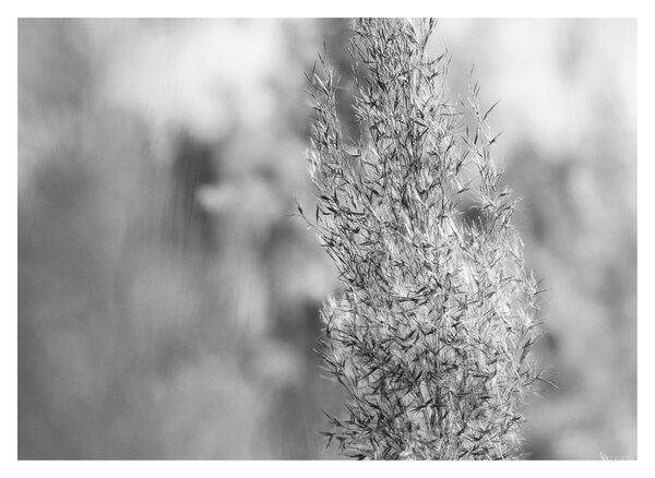 Staklena slika - Boho pampas trava (70x50 cm)
